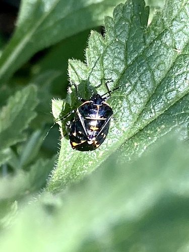 iNaturalist observation photo of Harlequin Bug