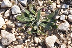 Plantago argentea