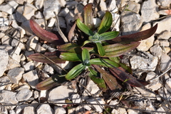 Plantago argentea