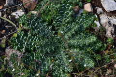 Tyrimnus leucographus