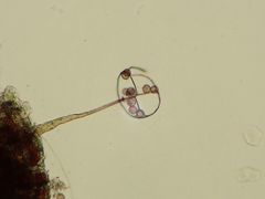 Clastoderma
