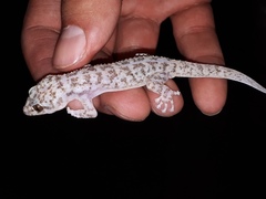 Phyllodactylus tuberculosus