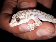 Phyllodactylus tuberculosus