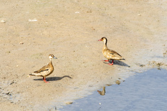 Amazonetta brasiliensis
