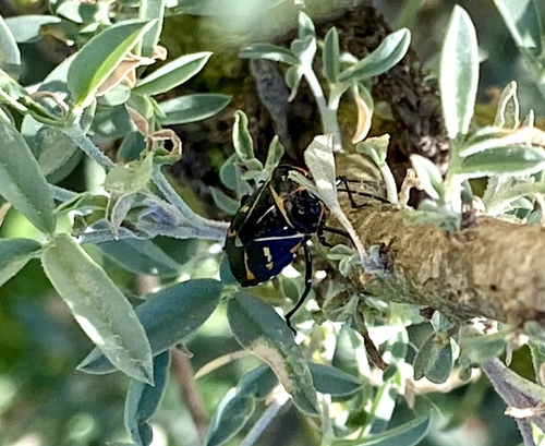 iNaturalist observation photo of Harlequin Bug