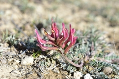 Astragalus incanus