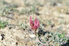 Astragalus incanus