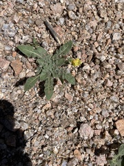 Oenothera primiveris primiveris