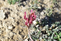 Astragalus incanus