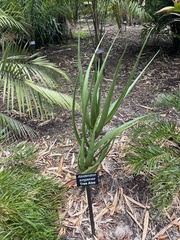 Aloidendron tongaense
