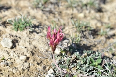Astragalus incanus
