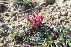 Astragalus incanus