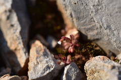 Saxifraga tridactylites