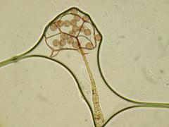 Clastoderma