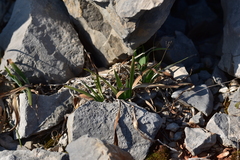Iris pallida illyrica