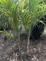 Bactris glandulosa baileyana