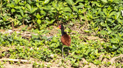 Jacana jacana