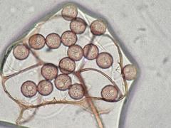 Clastoderma