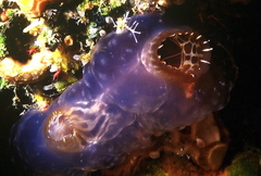 Ascidia ornata