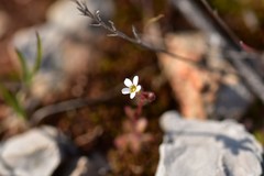 Saxifraga tridactylites