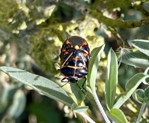 iNaturalist observation photo of Harlequin Bug