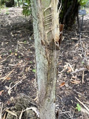 Bactris glandulosa baileyana