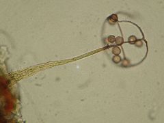 Clastoderma