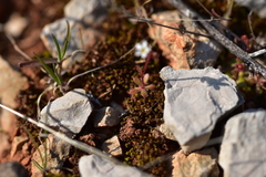 Saxifraga tridactylites