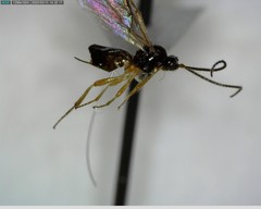 Hymenoptera