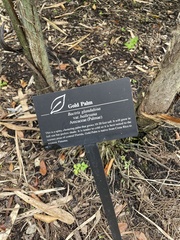 Bactris glandulosa baileyana