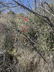 Penstemon subulatus