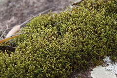 Hedwigidium integrifolium