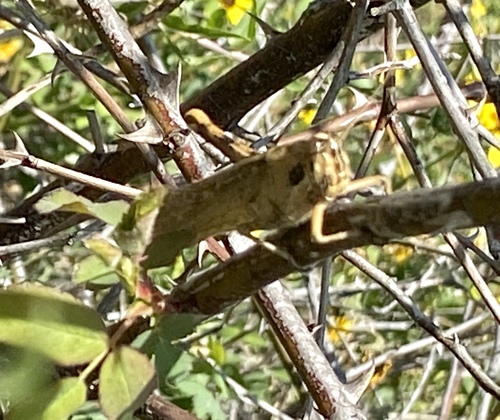 iNaturalist observation photo of Gray Bird Grasshopper