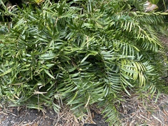 Zamia pumila