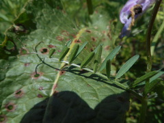 Vicia villosa pseudocracca