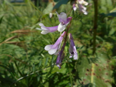 Vicia villosa pseudocracca