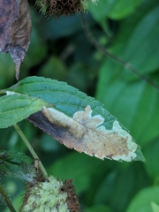 Calycomyza melantherae