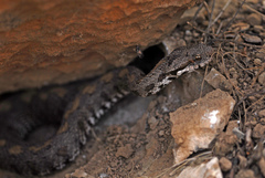 Montivipera raddei