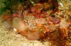 Ascidia virginea