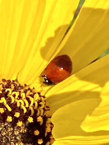 iNaturalist observation photo of Spotless Lady Beetle