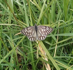 Tatochila xanthodice