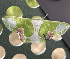 Protuliocnemis partita