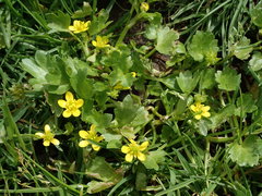 Ranunculus muricatus