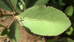 Gymnosporia senegalensis image