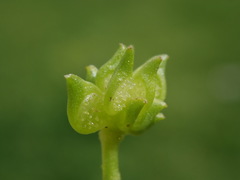 Ranunculus muricatus