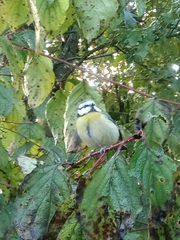 Cyanistes caeruleus