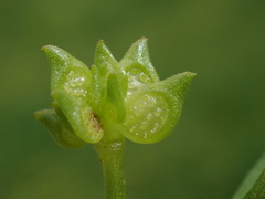 Ranunculus muricatus
