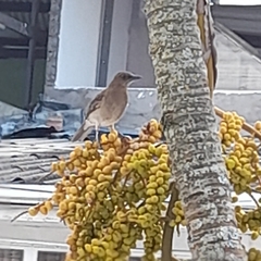 Turdus ignobilis