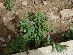 Chenopodiastrum murale