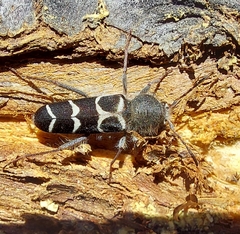 Neoclytus caprea